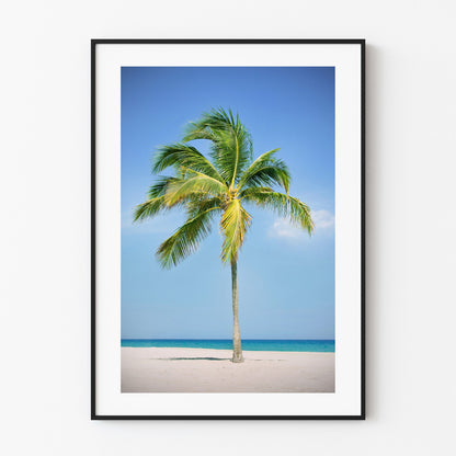 Palm Tree Poster