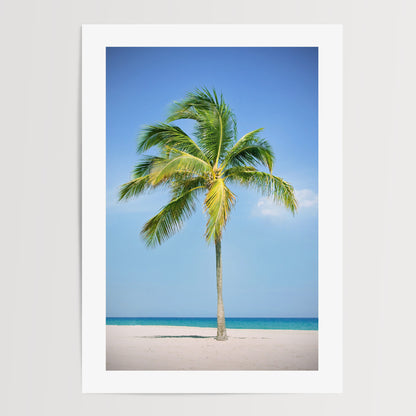 Palm Tree Poster